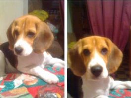 beagle-mora-argentina