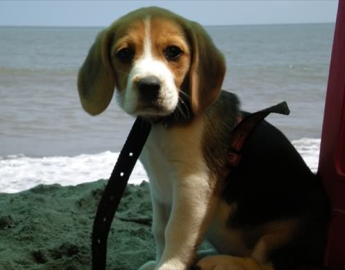 beagle-nala-en la playa