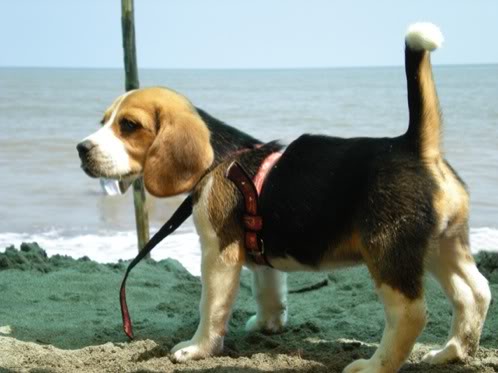 cachorrita de beagle en la playa
