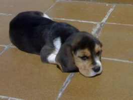 beagle-sidra-zaragoza