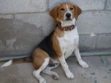 beagle_frodo