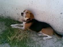 beagle_sony mexico