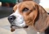 perro-beagle-Felipe-de-Uruguay-3
