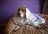 perro-beagle-Felipe-de-Uruguay-4