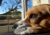 perro-beagle-Felipe-de-Uruguay-5