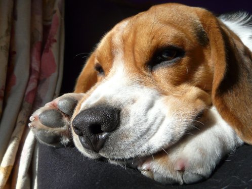 perro-beagle-Felipe-de-Uruguay-6