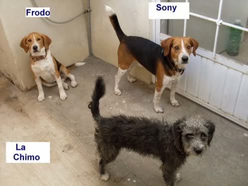 sony-frodo-la_chimo