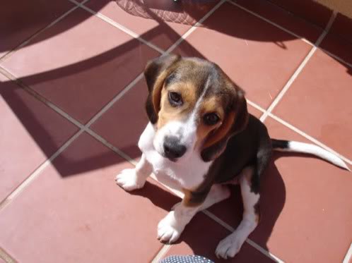 beagle-nora-almeria