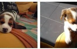 beagle-ron-sant_cugat