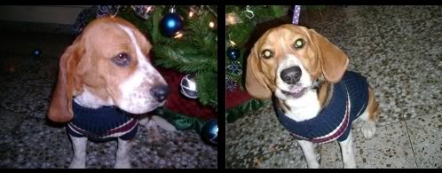 beagles-jessie-woddy.jpg