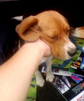Rescate-beagle-Milo-8mayo