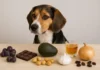 perro beagle ante alimentos que le pueden causar daño.