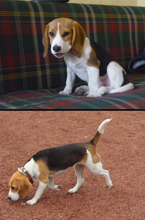 perro beagle Bellota 4 meses