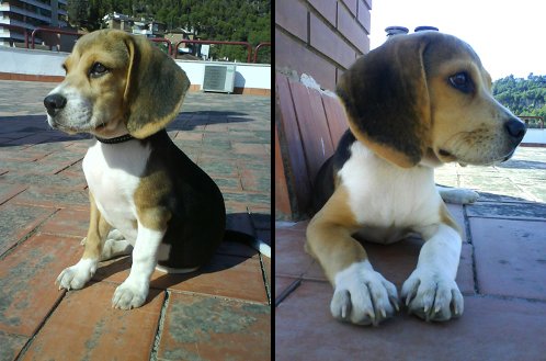 cachorro-perro-beagle-whisky