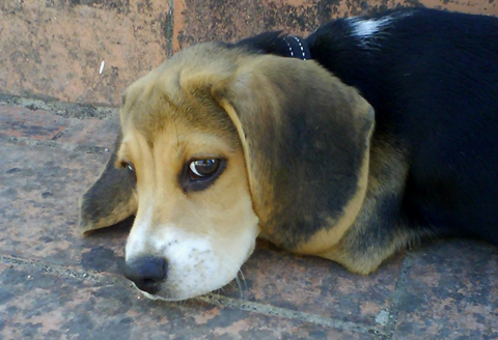 cachorro-perro-beagle-whisky