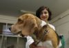 perros-beagle-prueban-vacuna contra el alzheimer