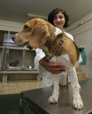 perros-beagle-prueban-vacuna contra el alzheimer