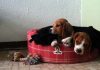 cachorros-beagle-canasto-Billy_Maki