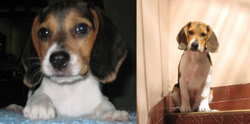 perro-beagle-martin