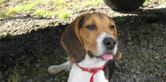 perro-beagle-martin