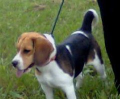 beagle-Theotiste-foto con mama
