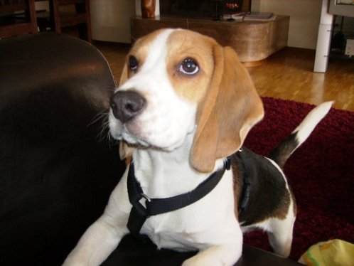 beagle-Jackie-operado-de-cadera