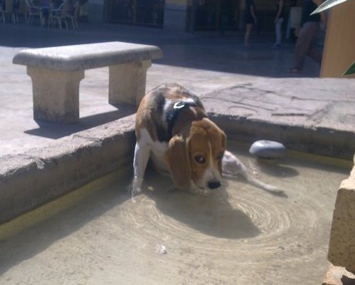 beagle-Trasto-Valencia
