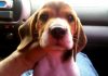 beagle-Sir_Percival-Honduras