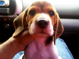 beagle-Sir_Percival-Honduras