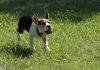 beagle-trasto-cuatro-meses