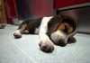 beagle-trasto_dos-meses