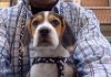 beagle-trasto_tres-meses