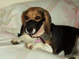 perrita-Connie-convaleciente-atropello