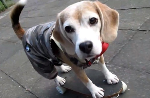 beagle-Purin-scateboard