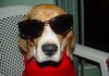 fotos-perro-beagle-Simon-Mexico-DF-1