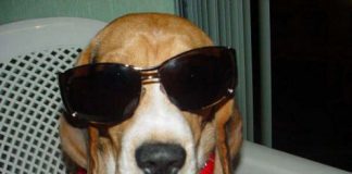 fotos-perro-beagle-Simon-Mexico-DF-1