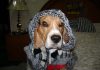 fotos-perro-beagle-Simon-Mexico-DF-2