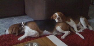 perros-beagle-Titus-Lucius-Cancun-Mexico-4
