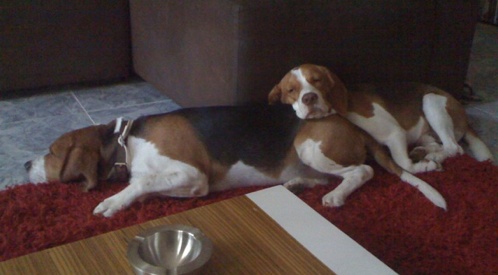 Titus y Lucius, dos perros beagle de México. Buscando nombres.