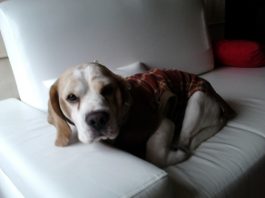 beagle-Body-Lima-Peru-1