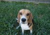 perrita-beagle-Molly-El_Salvador-1