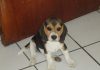 perrita-beagle-Molly-El_Salvador-2