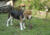 perrita-beagle-Molly-El_Salvador-5
