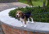 perro-beagle-Dante-de-Venezuela-2