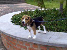 perro-beagle-Dante-de-Venezuela-2