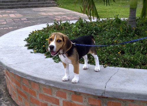 perro-beagle-Dante-de-Venezuela-2