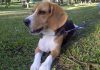 perro-beagle-Dante-de-Venezuela-4