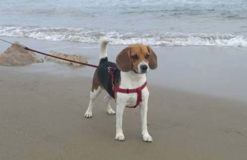 Perrita beagle Jara en la playa