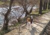perrita beagle JARA en el campo, junto a un río