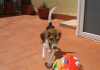 Perra beagle Jara jugando con pelota